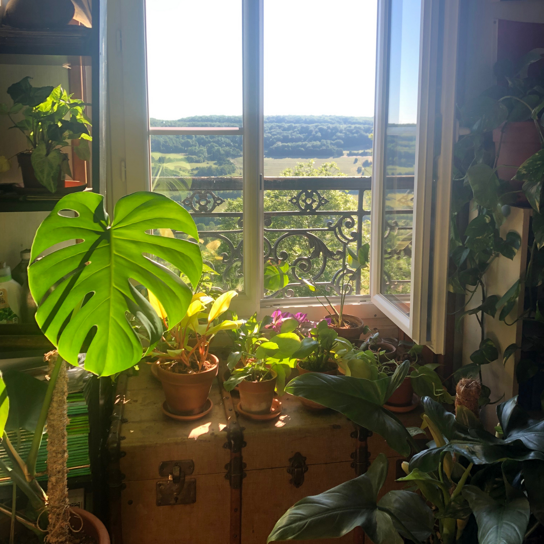 Comment choisir les plantes pour mon appartement?